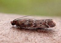 62.015 BF1462 Delplanqueia dilutella