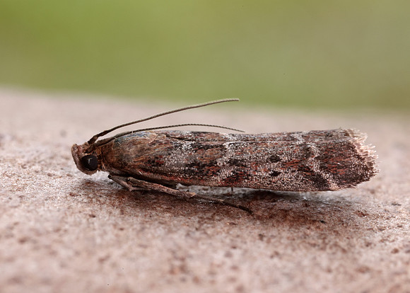62.015 BF1462 Delplanqueia dilutella