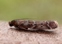 62.015 BF1462 Delplanqueia dilutella