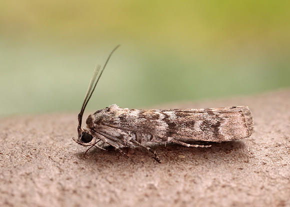62.028 BF1454 Dioryctria abietella