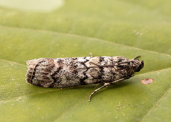 62.028 BF1454 Dioryctria abietella