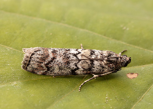 62.028 BF1454 Dioryctria abietella