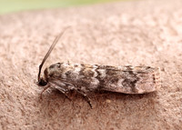 62.028 BF1454 Dioryctria abietella