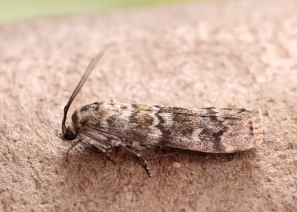 62.028 BF1454 Dioryctria abietella