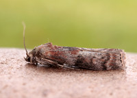 62.029 BF1452 Phycita roborella