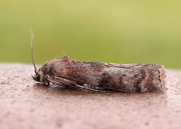 62.029 BF1452 Phycita roborella