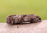 62.029 BF1452 Phycita roborella