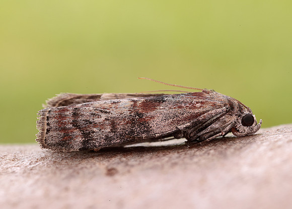 62.029 BF1452 Phycita roborella