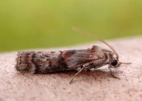 62.029 BF1452 Phycita roborella