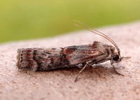62.029 BF1452 Phycita roborella