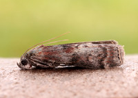 62.029 BF1452 Phycita roborella