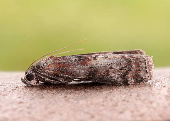 62.029 BF1452 Phycita roborella