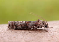 62.029 BF1452 Phycita roborella