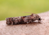 62.029 BF1452 Phycita roborella