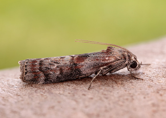62.029 BF1452 Phycita roborella