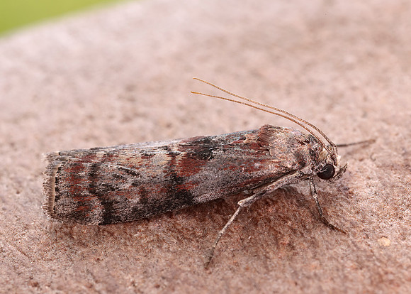 62.029 BF1452 Phycita roborella