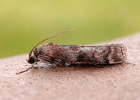 62.029 BF1452 Phycita roborella