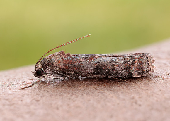 62.029 BF1452 Phycita roborella