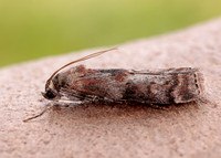 62.029 BF1452 Phycita roborella