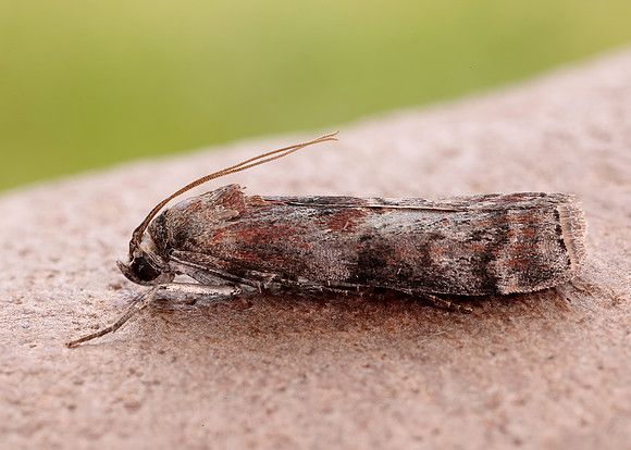 62.029 BF1452 Phycita roborella