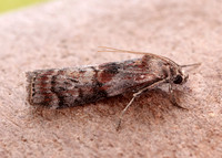 62.029 BF1452 Phycita roborella