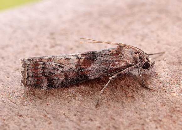 62.029 BF1452 Phycita roborella