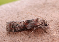 62.029 BF1452 Phycita roborella