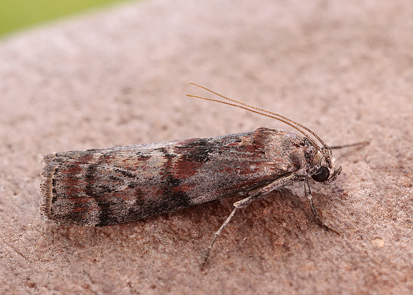 62.029 BF1452 Phycita roborella