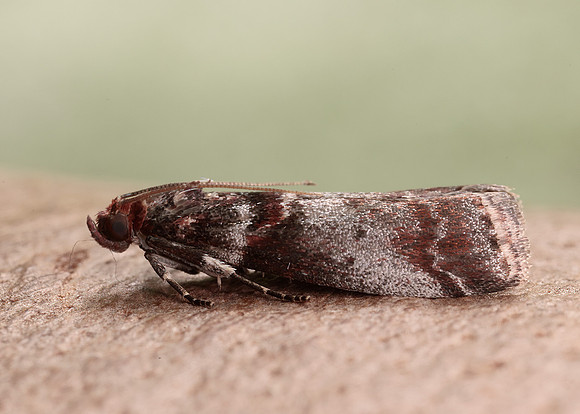 62.035 BF1439 Acrobasis advenella