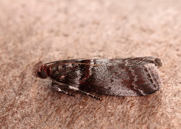 62.035 BF1439 Acrobasis advenella