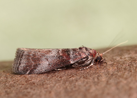 62.035 BF1439 Acrobasis advenella
