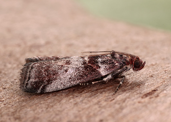 62.035 BF1439 Acrobasis advenella