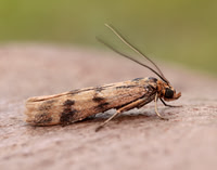 62.054 BF1481 Homoeosoma sinuella
