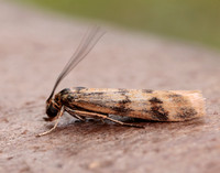 62.054 BF1481 Homoeosoma sinuella