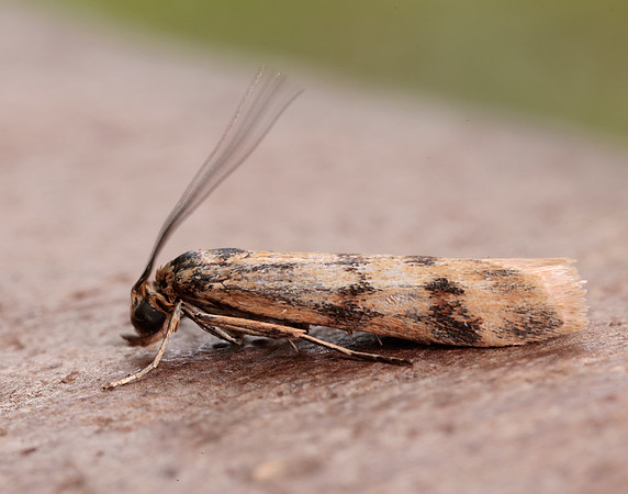 62.054 BF1481 Homoeosoma sinuella