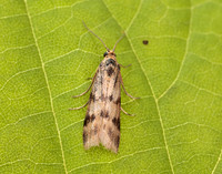 62.054 BF1481 Homoeosoma sinuella