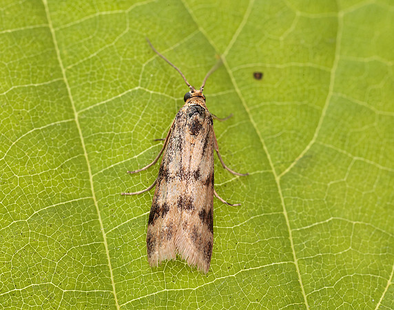 62.054 BF1481 Homoeosoma sinuella
