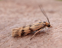 62.054 BF1481 Homoeosoma sinuella