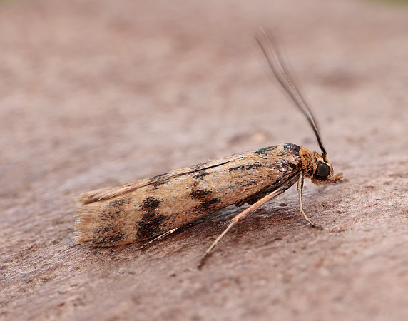 62.054 BF1481 Homoeosoma sinuella