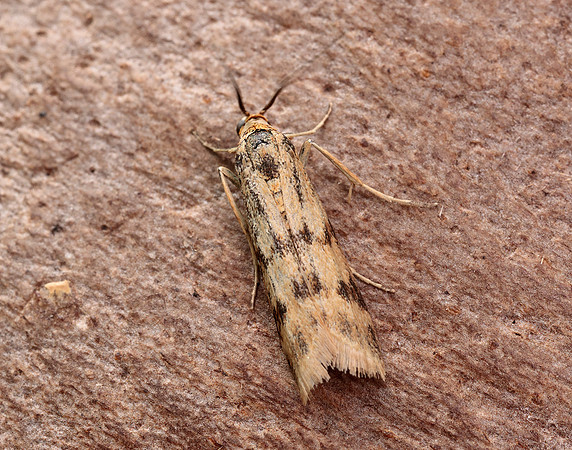 62.054 BF1481 Homoeosoma sinuella
