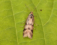 62.054 BF1481 Homoeosoma sinuella