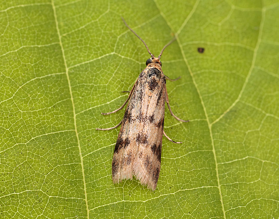 62.054 BF1481 Homoeosoma sinuella