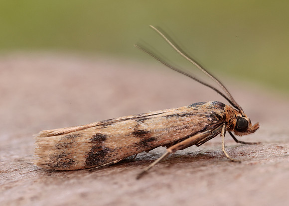 62.054 BF1481 Homoeosoma sinuella