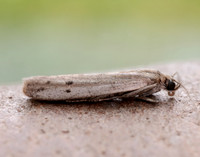 62.057 BF1485 Phycitodes maritima