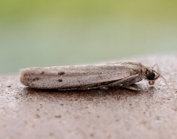62.057 BF1485 Phycitodes maritima