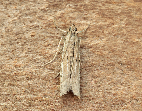 62.057 BF1485 Phycitodes maritima