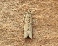 62.057 BF1485 Phycitodes maritima