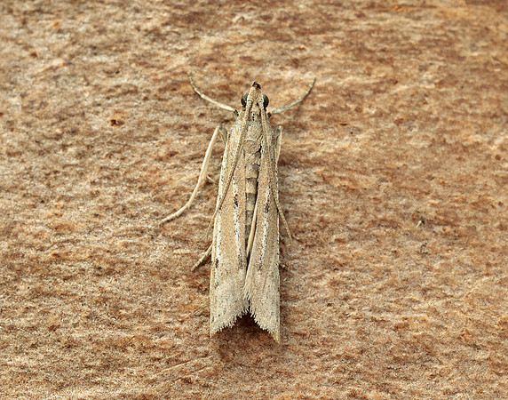 62.057 BF1485 Phycitodes maritima