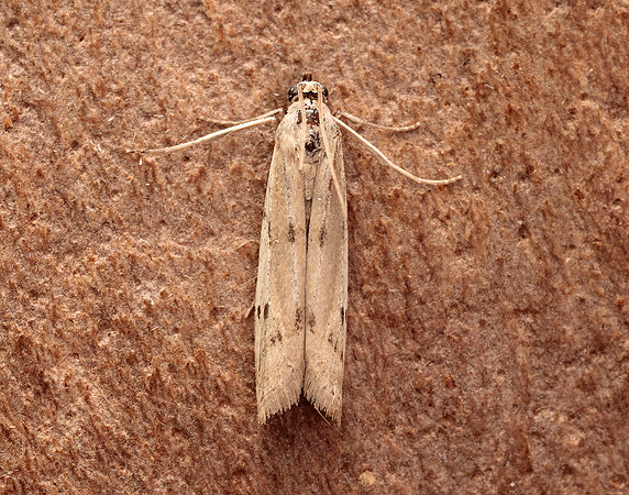 62.057 BF1485 Phycitodes maritima