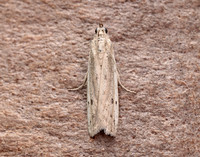 62.057 BF1485 Phycitodes maritima